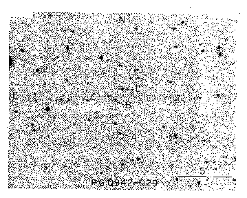 plate39a.gif
